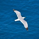 Jonathan Livingston Seagull, I presume?